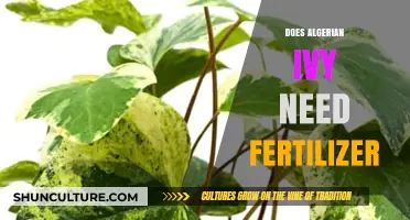 Does Algerian Ivy Need Fertilizer? Essential Care Tips Revealed