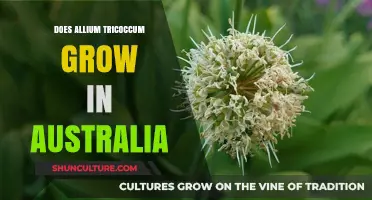 Allium Tricoccum: Can It Grow in Australia?