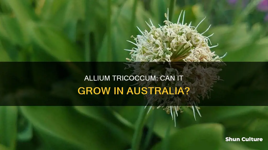 does allium tricoccum grow in australia