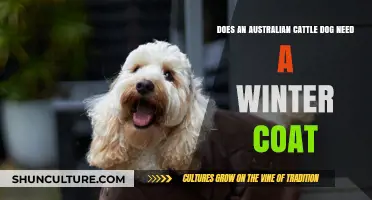 Winter Coats for Australian Cattle Dogs: Essential or Optional?