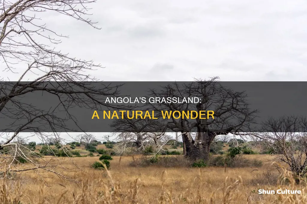 does angola have a grassland