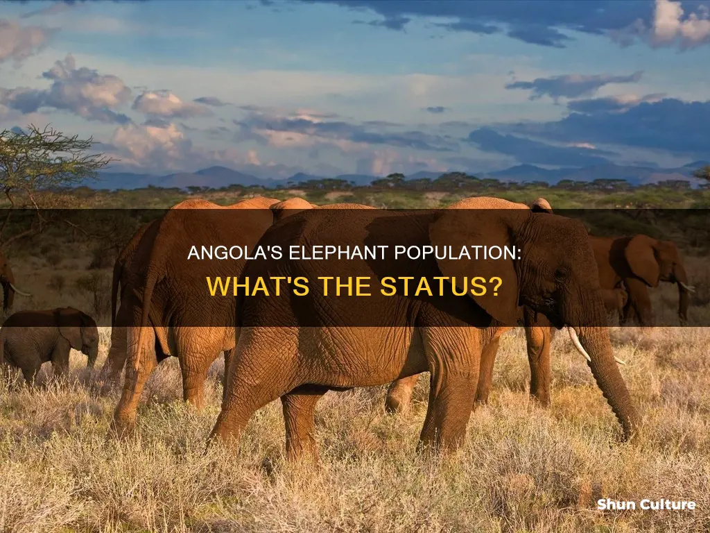 does angola have elephants