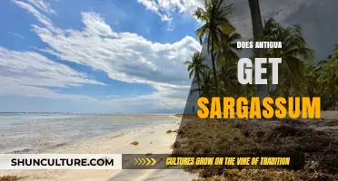 Does Antigua Get Sargassum? Understanding Seaweed Impact on Caribbean Beaches