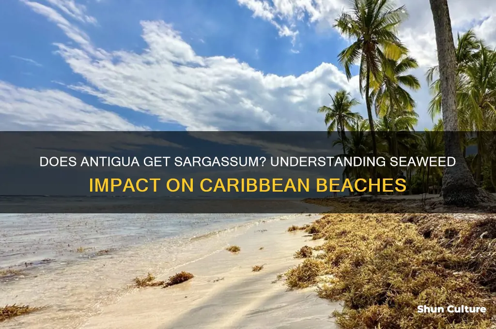 does antigua get sargassum