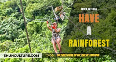 Exploring Antigua's Lush Landscapes: Does the Island Host a Rainforest?