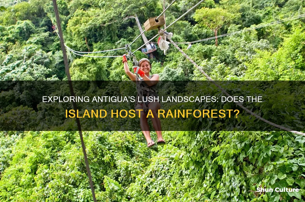 does antigua have a rainforest