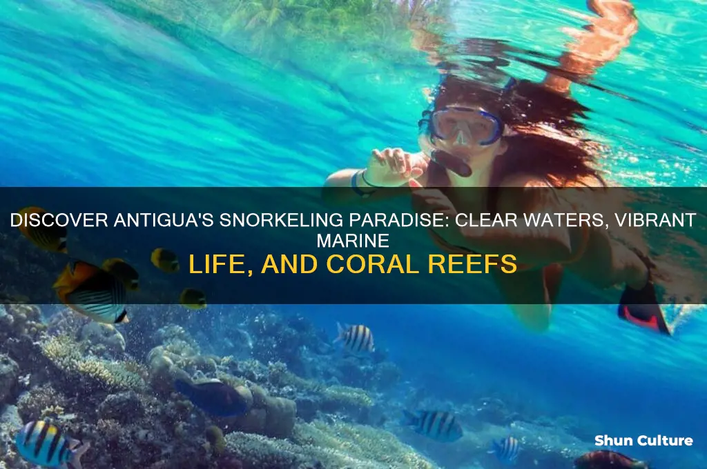does antigua have good snorkeling
