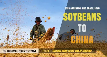 Argentina and Brazil's Soybean Exports to China: Trade Dynamics Explored