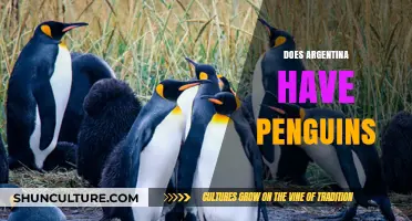 Discovering Argentina's Penguin Colonies: A Wildlife Enthusiast's Guide
