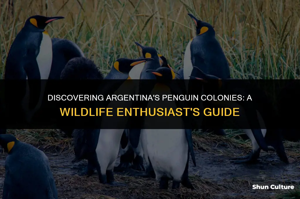 does argentina have penguins