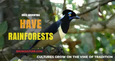 Exploring Argentina's Lush Rainforest Ecosystems: A Biodiversity Hotspot