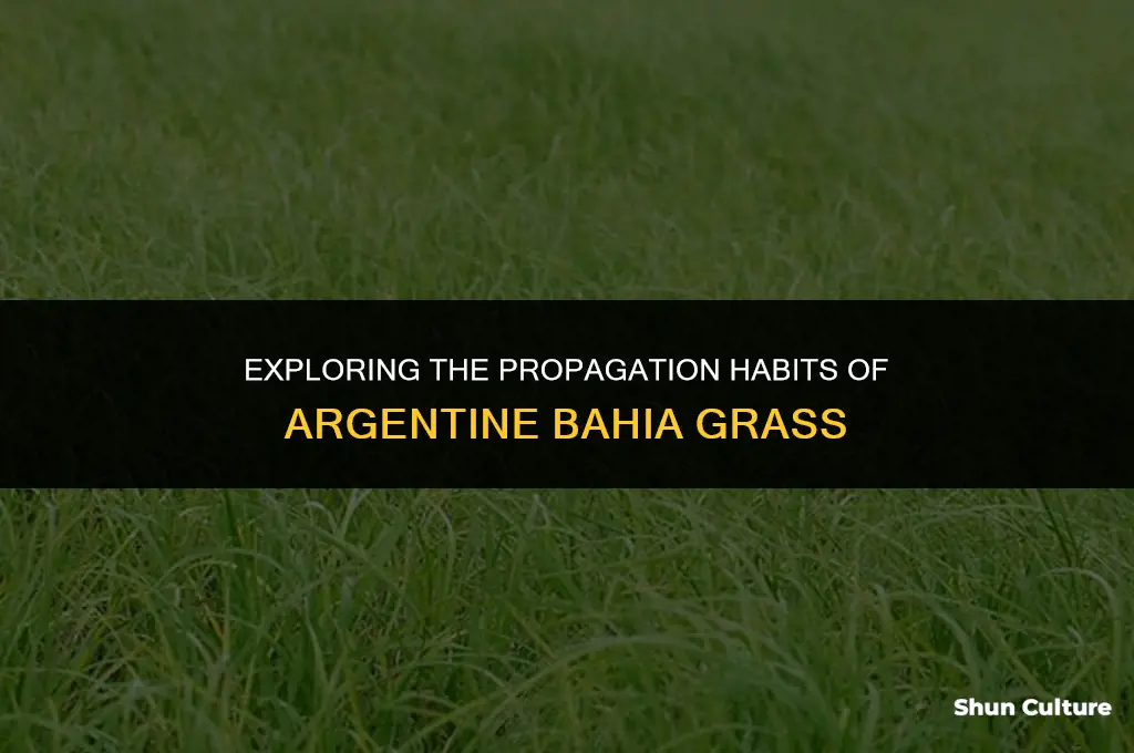 does argentine bahia grass spread