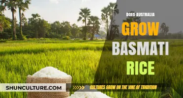 Basmati Rice in Australia: Where Does It Come From?