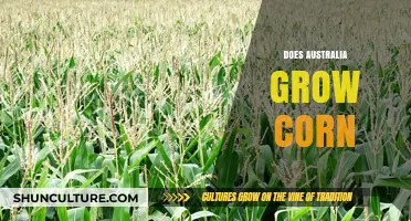 Corn in Australia: Is It Grown There?