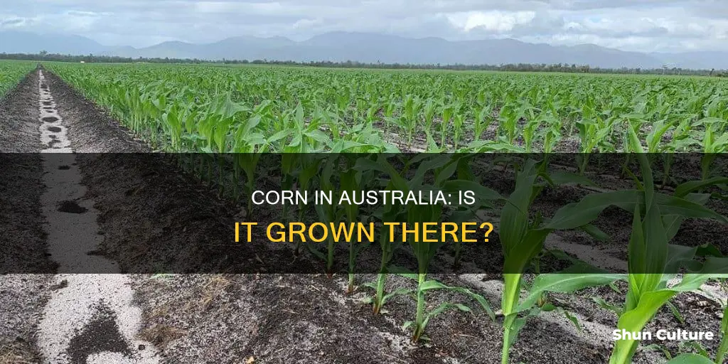 does australia grow corn