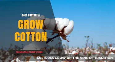 Cotton Production in Australia: Is It Possible?