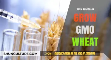GM Wheat in Australia: What's the Truth?