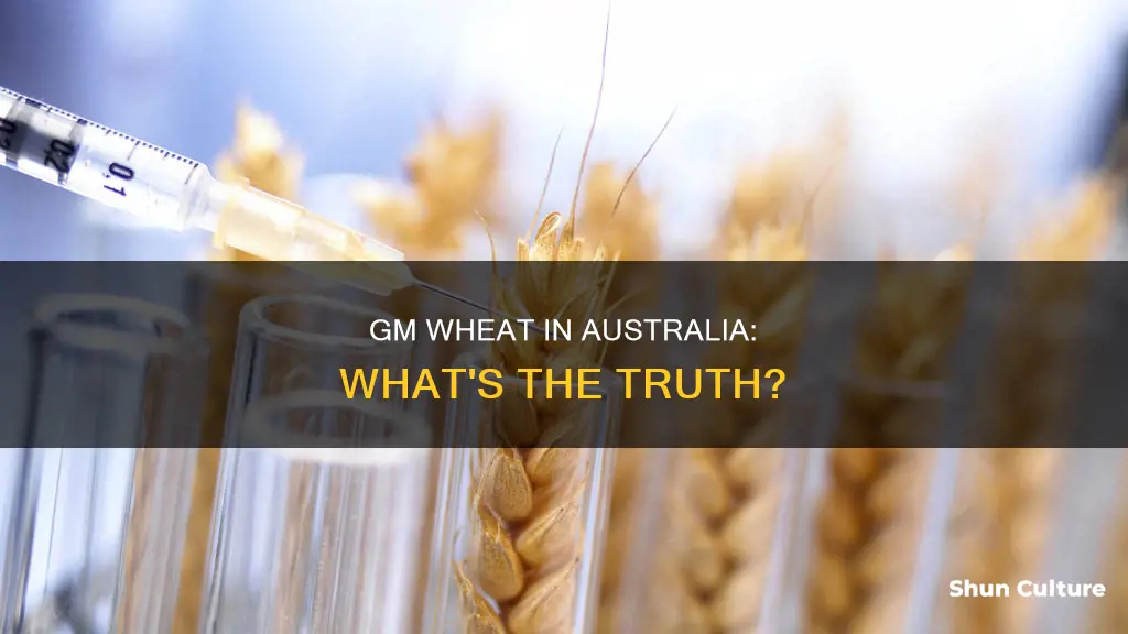 does australia grow gmo wheat