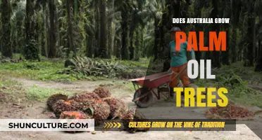 Australia's Palm Oil Production: Is It Sustainable?