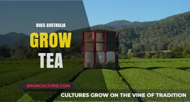 Australia's Tea Industry: Growth and Potential