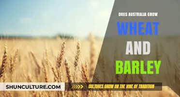 Australia's Wheat and Barley Production