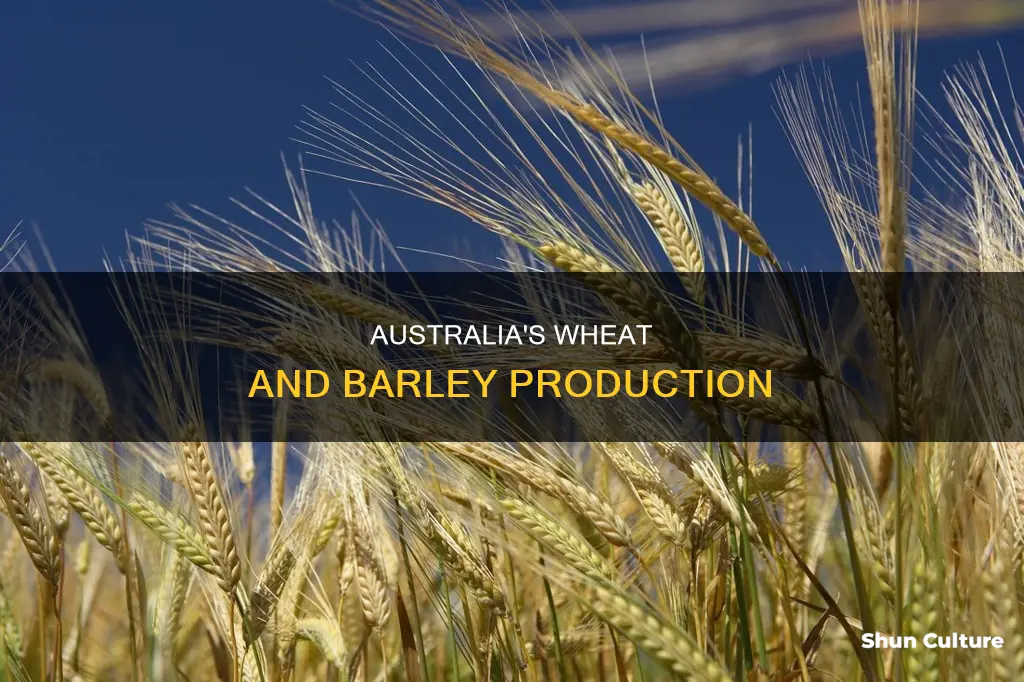 does australia grow wheat and barley