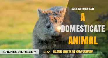 Australia's Unique Domesticated Animal: An Exploration