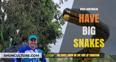 Australia's Giant Snakes: How Big Do They Get?