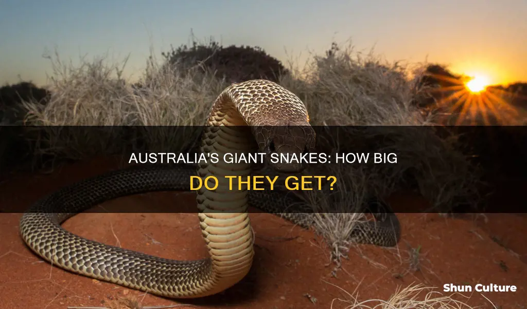 does australia have big snakes