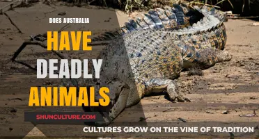 Deadly Animals in Australia: Fact or Fiction?