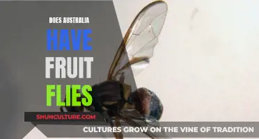 Fruit Flies in Australia: An Invasive Pest Problem