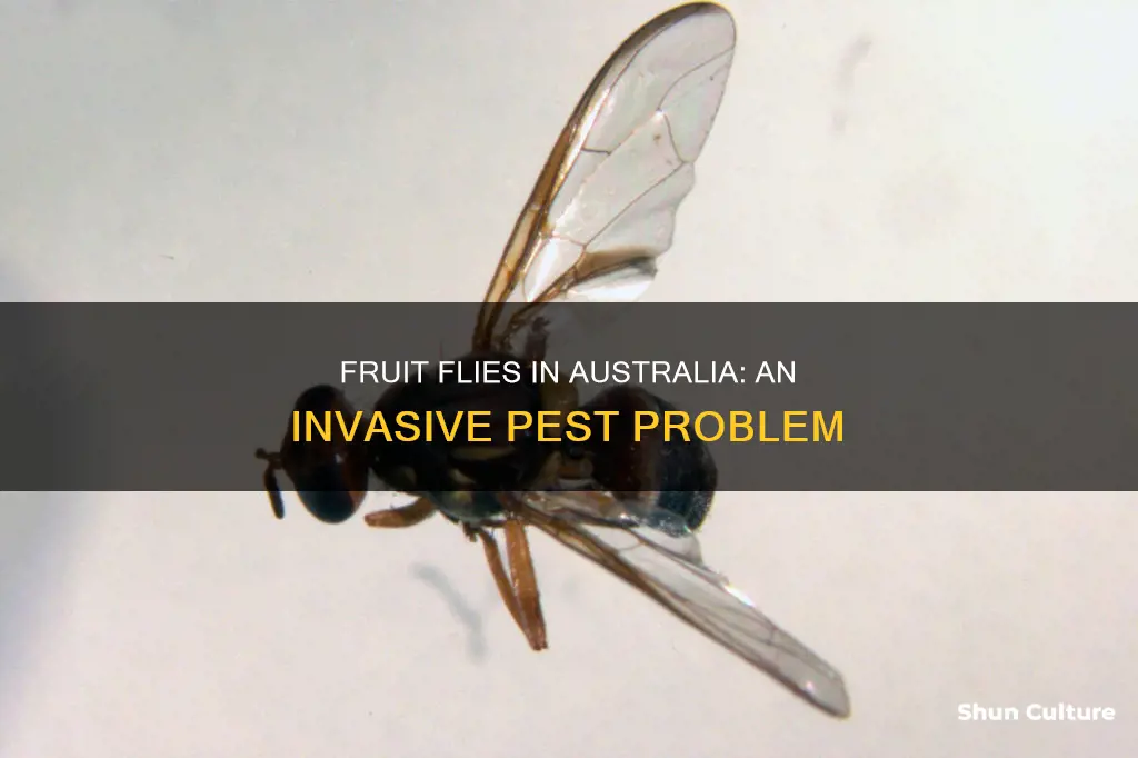does australia have fruit flies