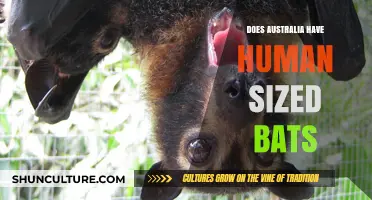 Human-Sized Bats: Do They Exist in Australia?