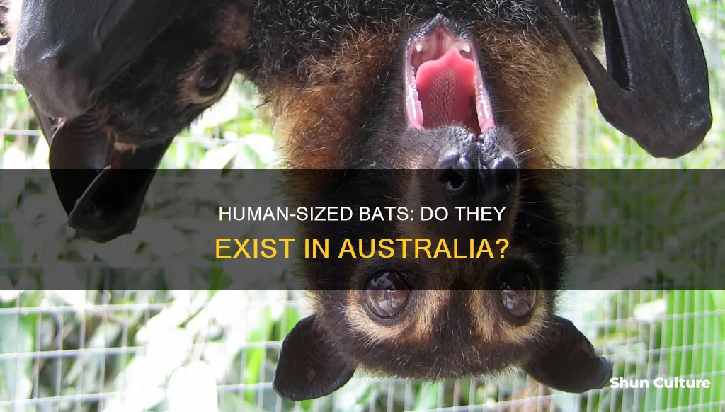 does australia have human sized bats