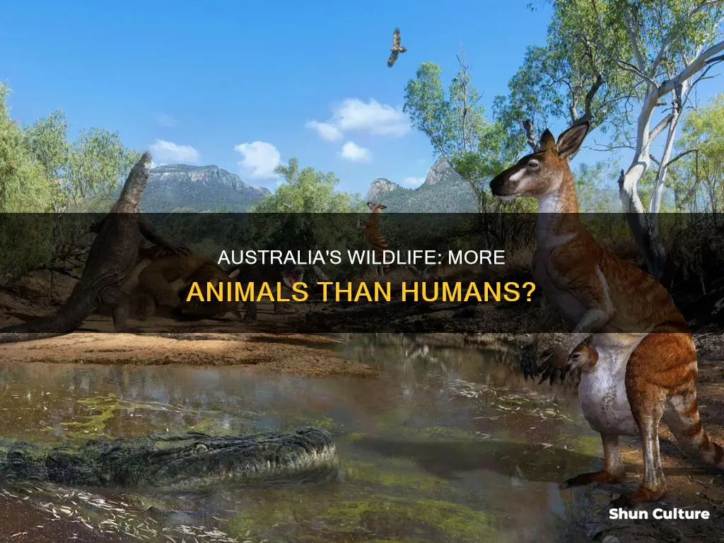 does australia have more animals than humans
