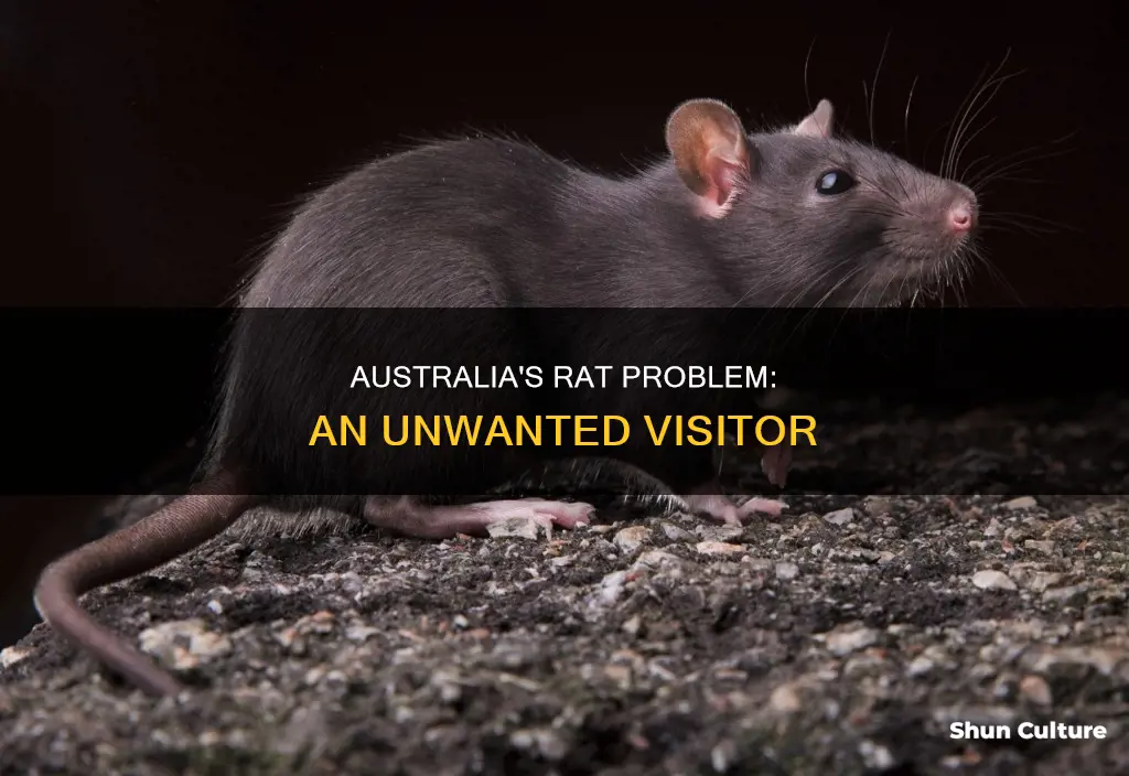 does australia have rats