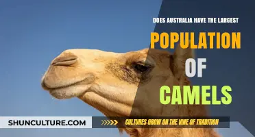 Camel Population: Australia's Surprising Animal Record