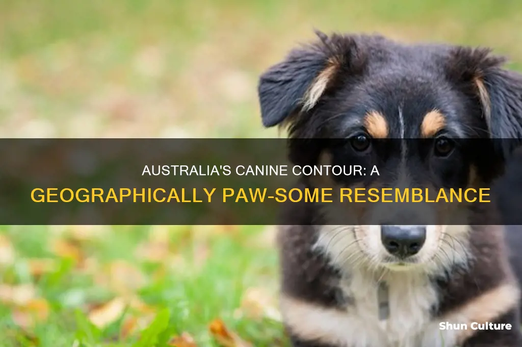 does australia look like a dog