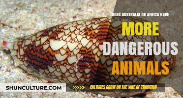 Deadly Wildlife: Australia vs Africa