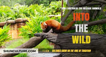 Australia Zoo's Conservation Efforts: Releasing Animals Back into Nature