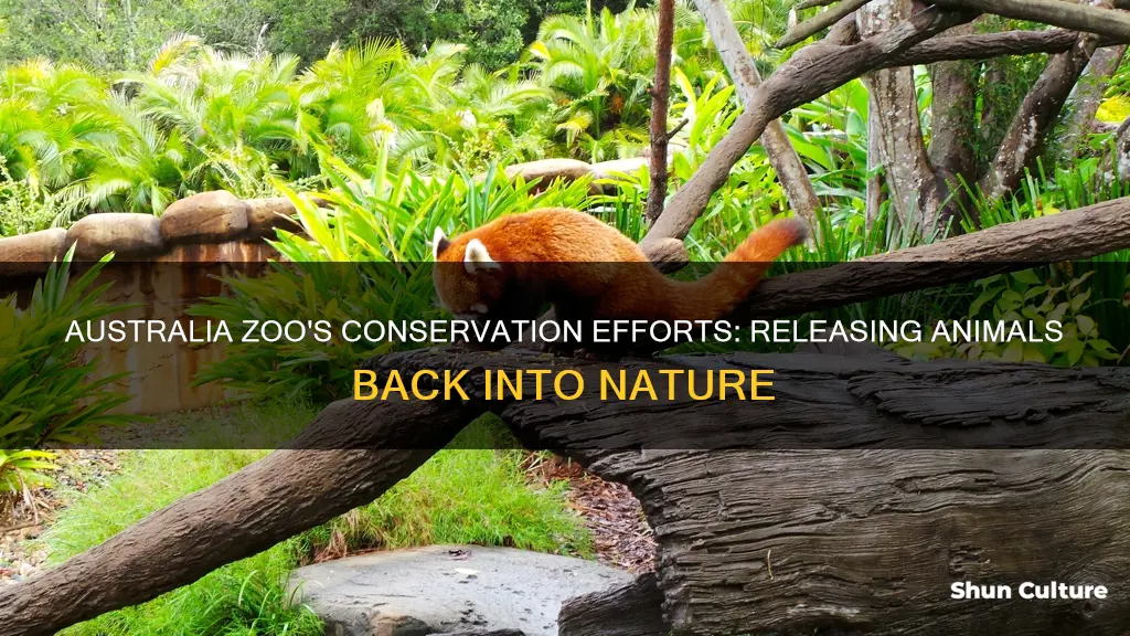 does australia zoo release animals into the wild