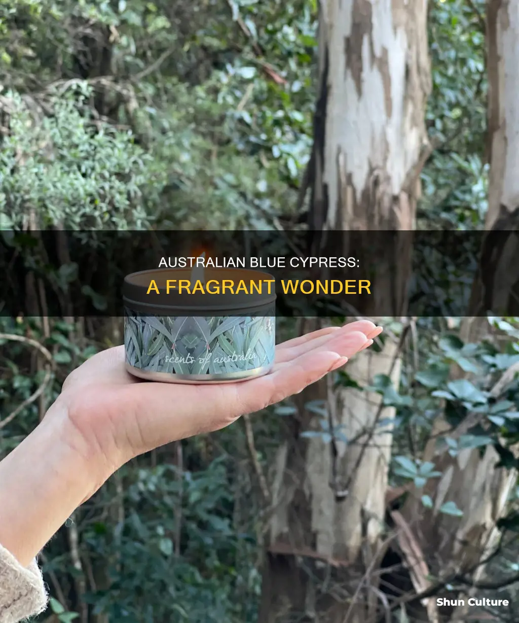 does australian blue smell good