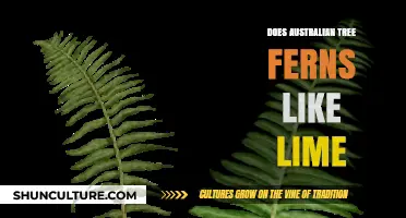 Tree Ferns and Lime: A Match Made in Australia?