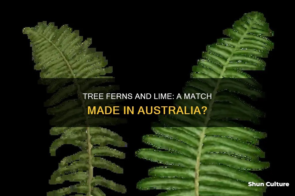 does australian tree ferns like lime