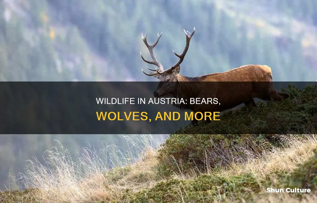 does austria have bears and wolves