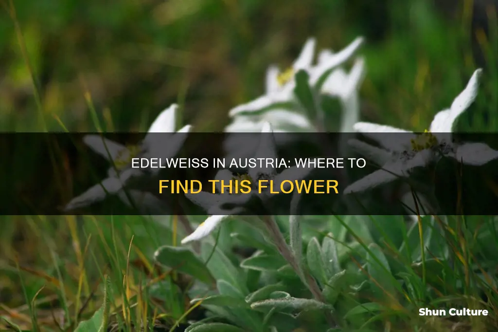 does austria have edelweiss