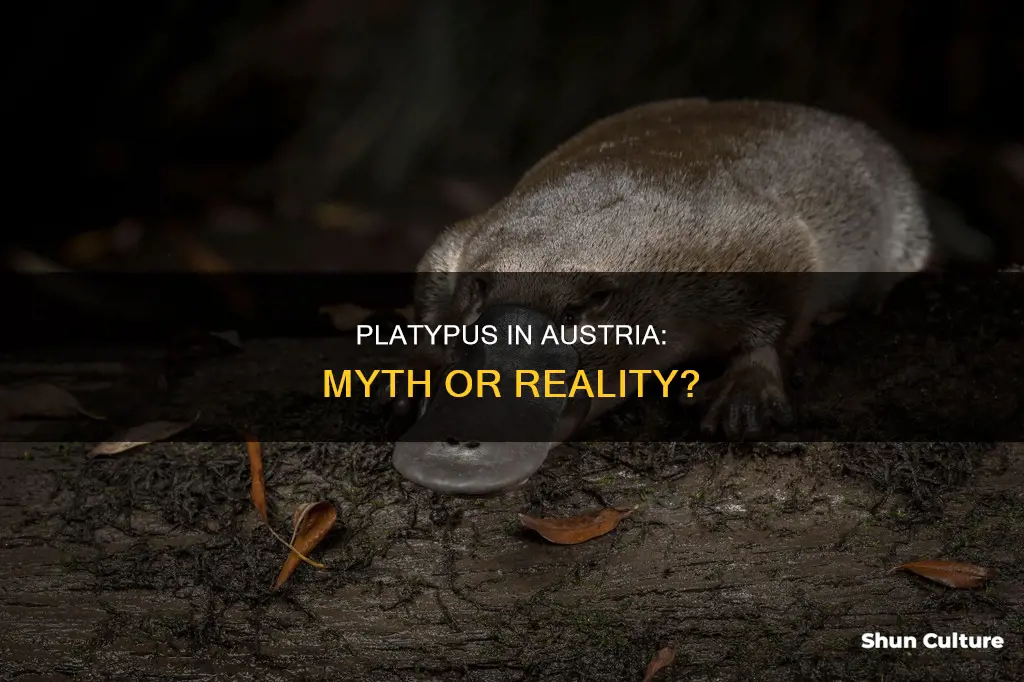 does austria have platypus