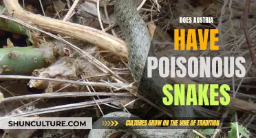 Deadly Austrian Reptiles: Poisonous Snakes in Austria