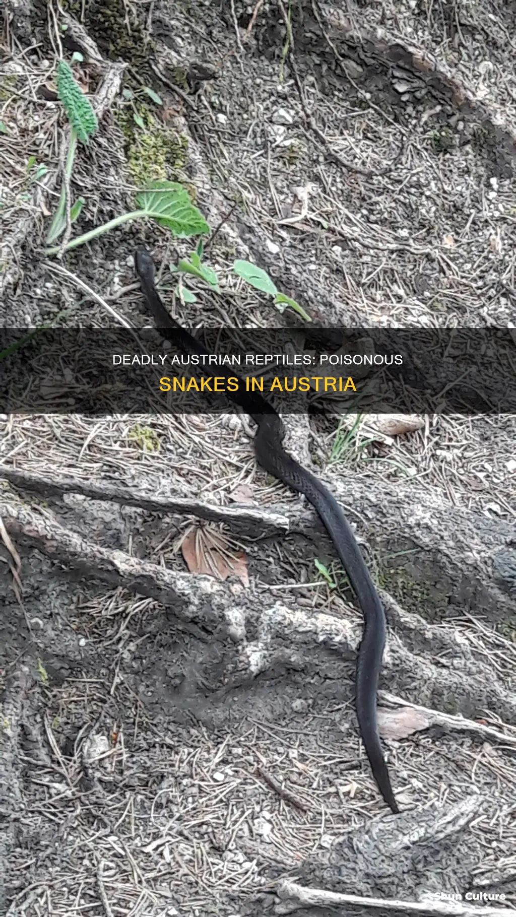 does austria have poisonous snakes