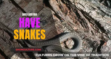 Snake-Free Austria: A Country Without Slithering Reptiles